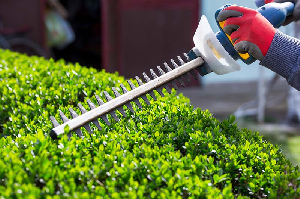 Trimming Lawn Care 