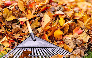 fall-cleanup Lawn Care 